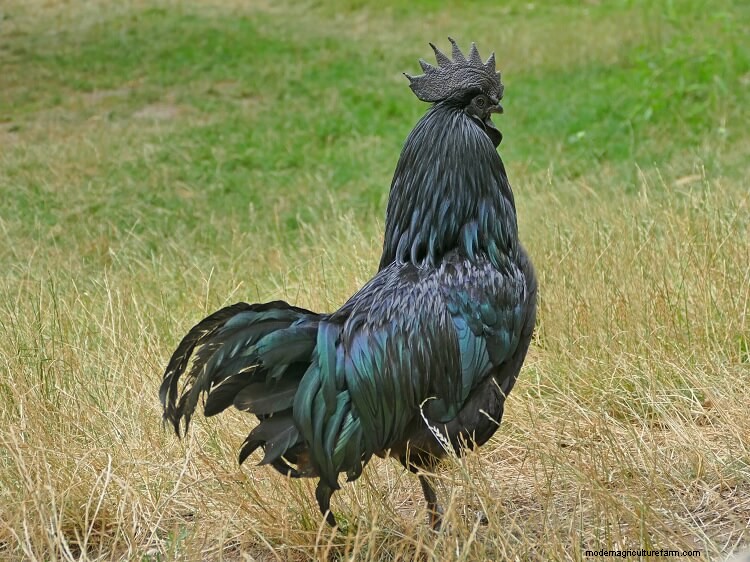 The Ultimate Ayam Cemani Care Guide
