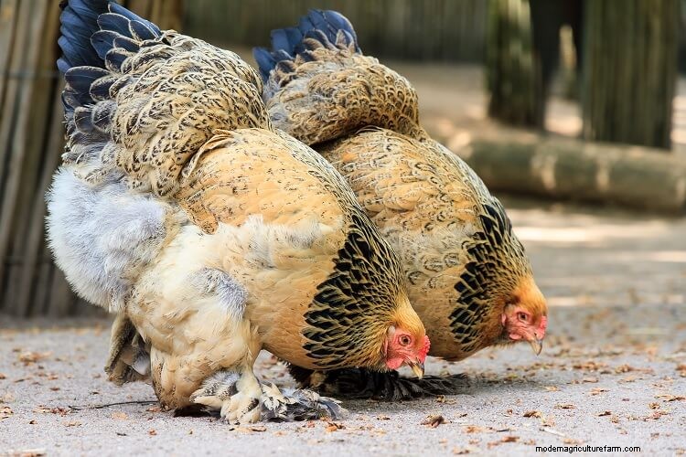 Brahma Chicken All You Need To Know: Colors, Eggs And More…