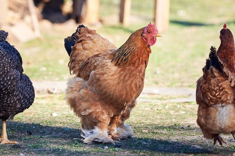 Brahma Chicken All You Need To Know: Colors, Eggs And More…