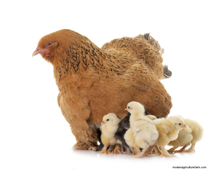 Brahma Chicken All You Need To Know: Colors, Eggs And More…