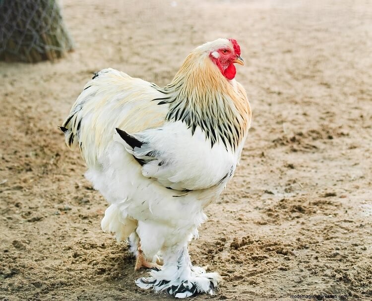 Brahma Chicken All You Need To Know: Colors, Eggs And More…
