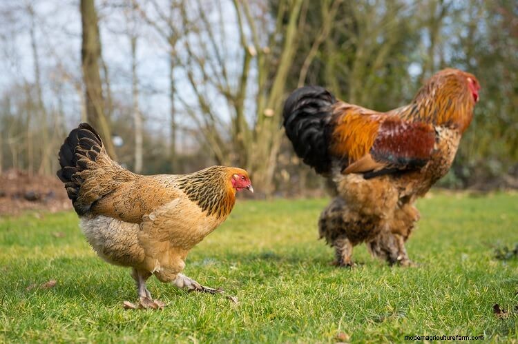 Brahma Chicken All You Need To Know: Colors, Eggs And More…