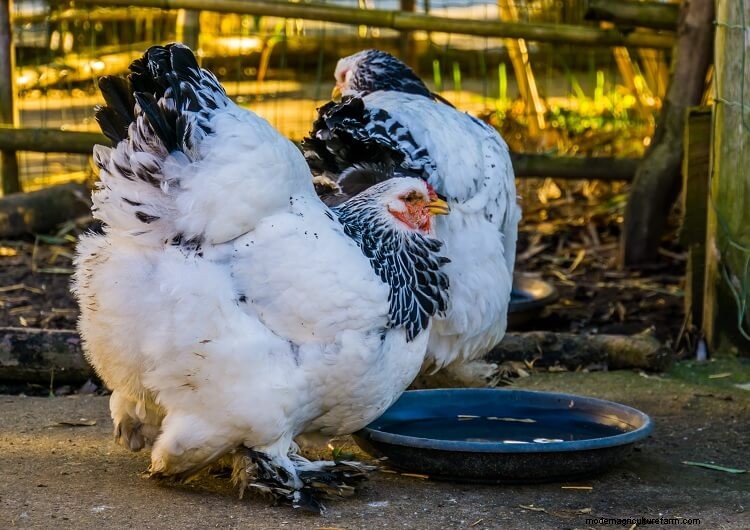 Brahma Chicken All You Need To Know: Colors, Eggs And More…