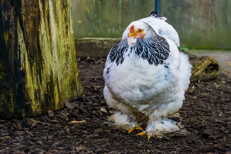 Brahma Chicken All You Need To Know: Colors, Eggs And More…