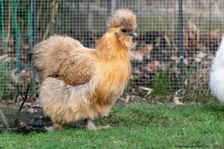 The 8 Best Lap Chicken Breeds