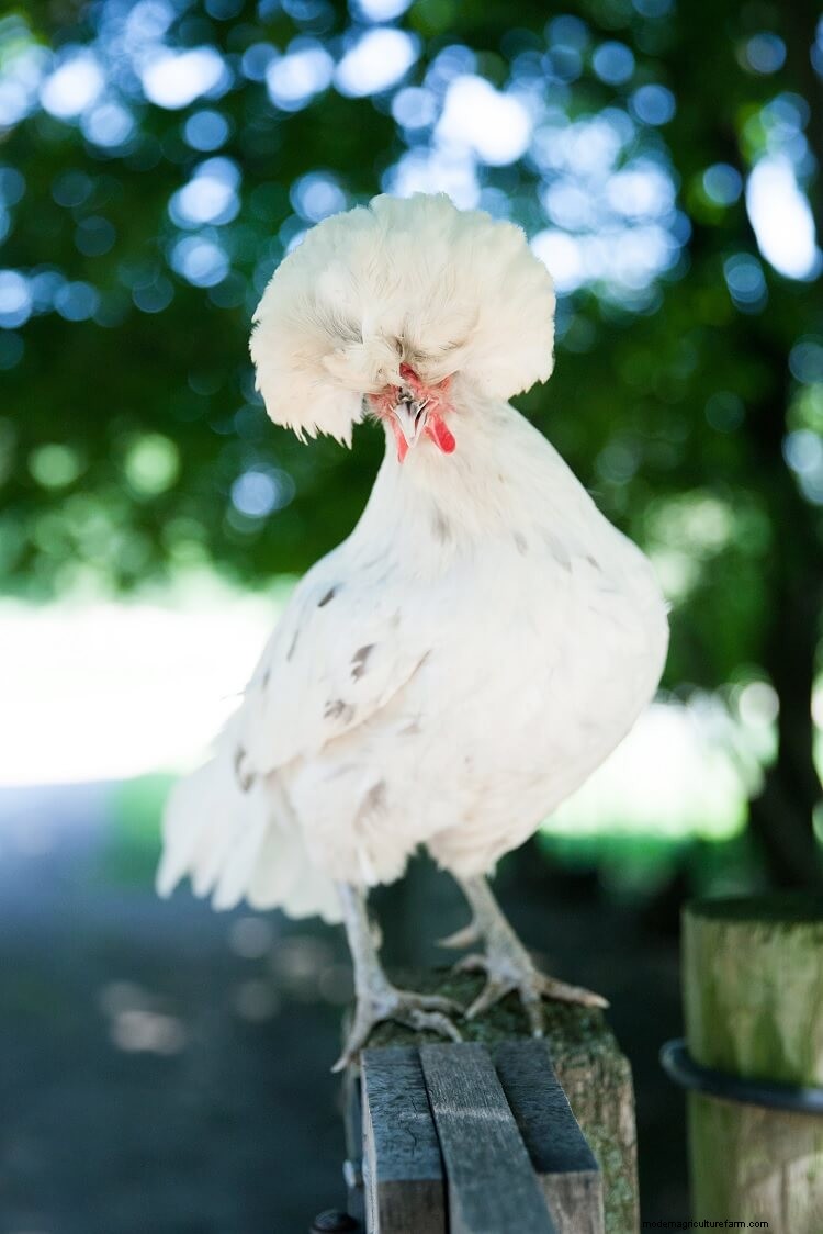 Polish Chicken: All You Need To Know