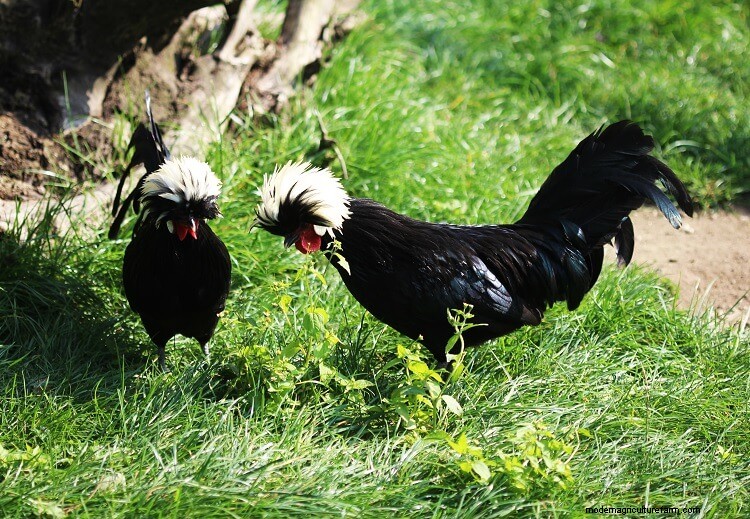 Polish Chicken: All You Need To Know