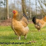 Complete Buff Brahma Guide: What You Need To Know