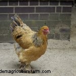 Complete Buff Brahma Guide: What You Need To Know