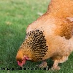 Complete Buff Brahma Guide: What You Need To Know