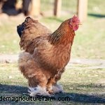 Complete Buff Brahma Guide: What You Need To Know