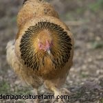 Complete Buff Brahma Guide: What You Need To Know