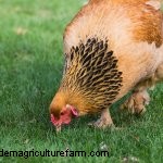 Complete Buff Brahma Guide: What You Need To Know