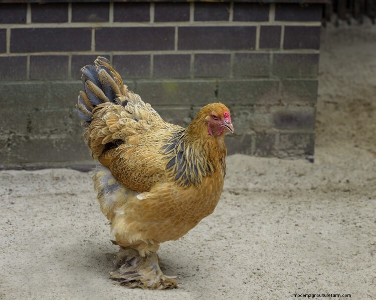 Complete Buff Brahma Guide: What You Need To Know