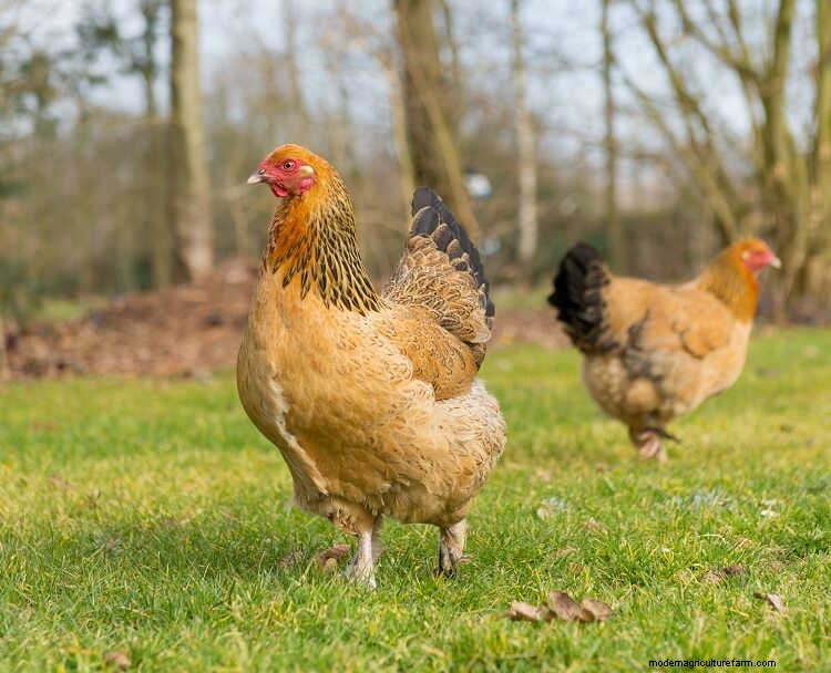 Complete Buff Brahma Guide: What You Need To Know