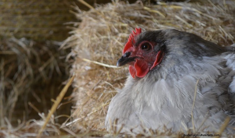 Lavender Orpington: The Complete Care Guide