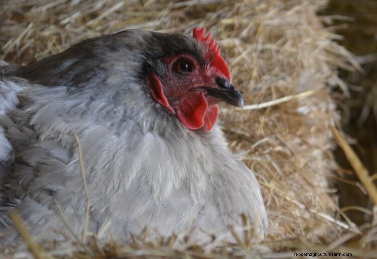 Lavender Orpington: The Complete Care Guide