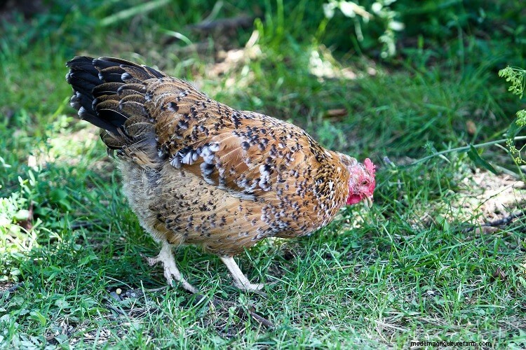 Swedish Flower Hen: What To Know Before Buying