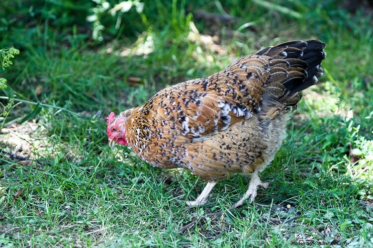Swedish Flower Hen: What To Know Before Buying