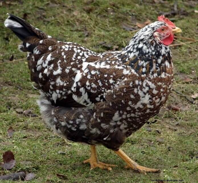 Swedish Flower Hen: What To Know Before Buying