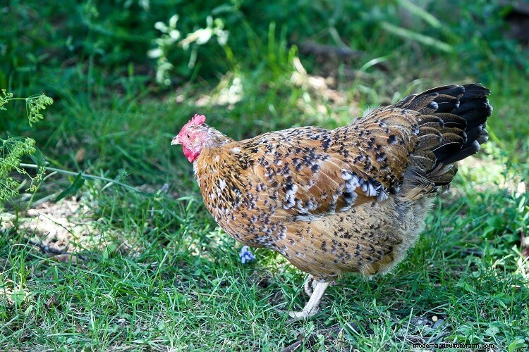 Swedish Flower Hen: What To Know Before Buying