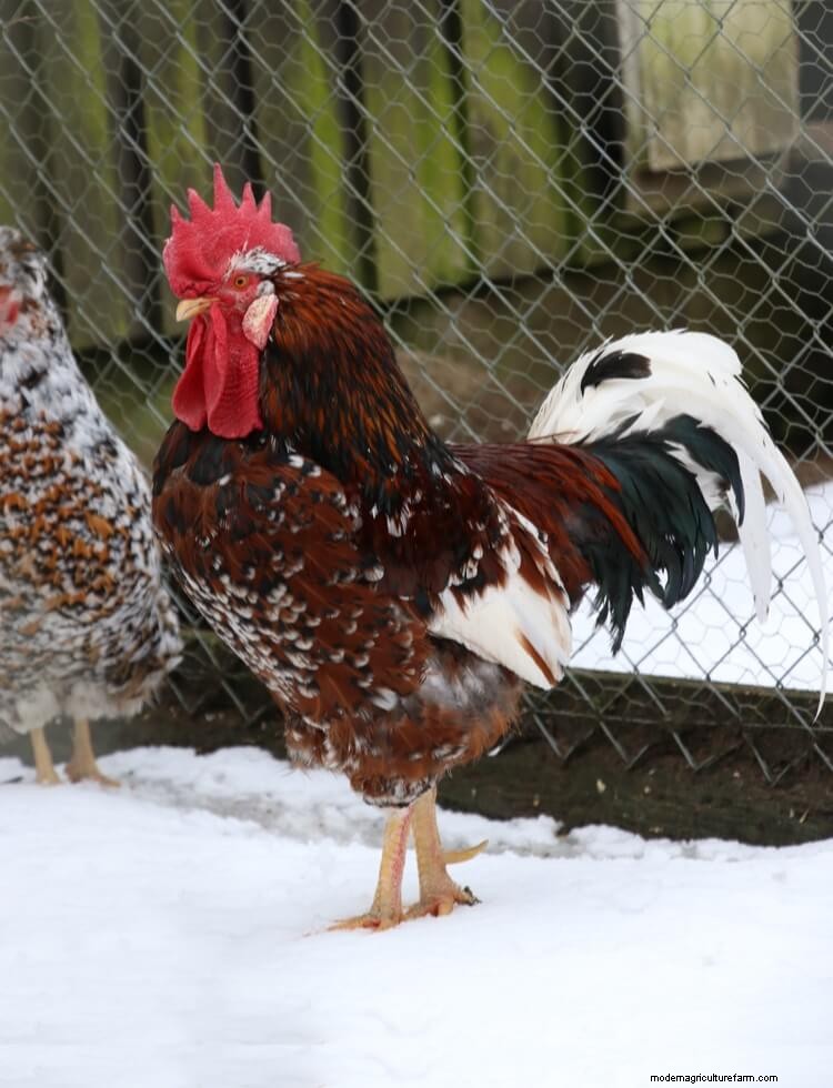 Swedish Flower Hen: What To Know Before Buying