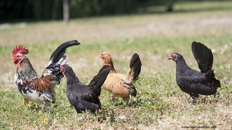 Serama Chicken: 5 Big Reasons To Keep This Tiny Chicken