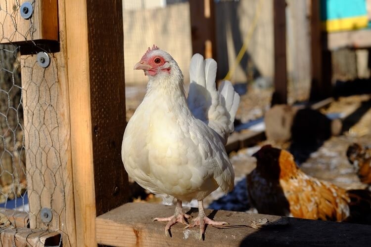 Serama Chicken: 5 Big Reasons To Keep This Tiny Chicken