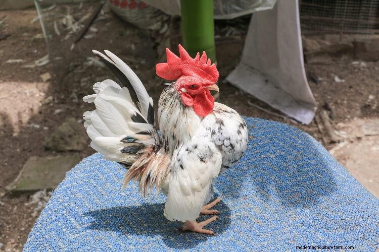 Serama Chicken: 5 Big Reasons To Keep This Tiny Chicken