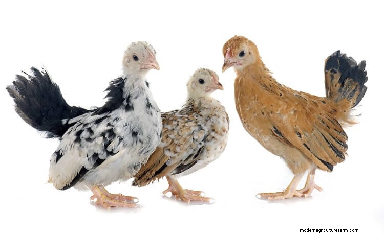Serama Chicken: 5 Big Reasons To Keep This Tiny Chicken