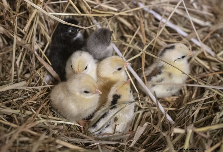 Serama Chicken: 5 Big Reasons To Keep This Tiny Chicken