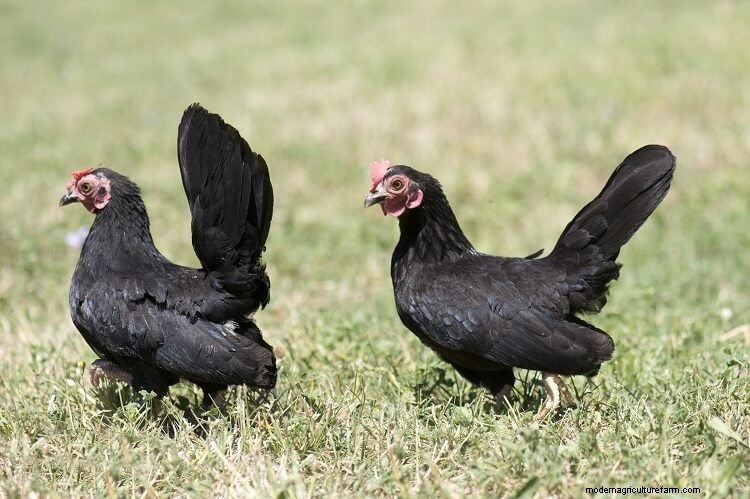 Serama Chicken: 5 Big Reasons To Keep This Tiny Chicken