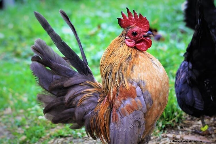 Serama Chicken: 5 Big Reasons To Keep This Tiny Chicken