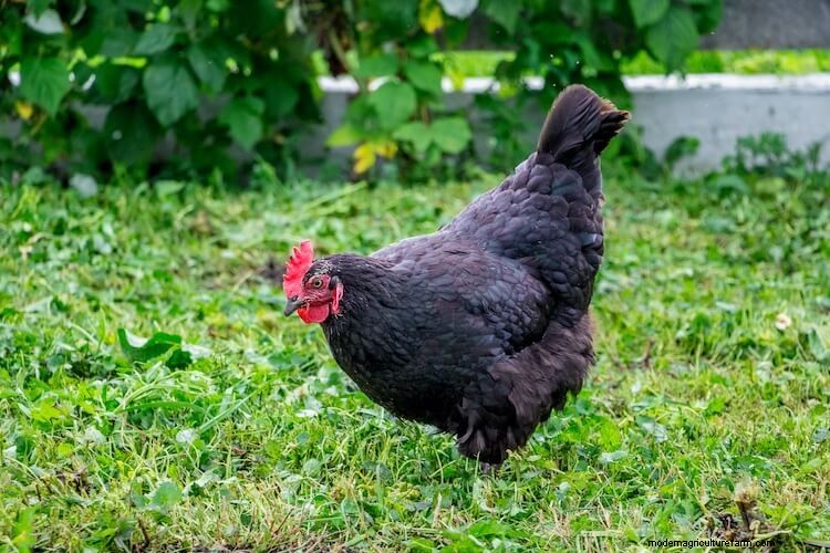 A-Z List Of Every Black Chicken