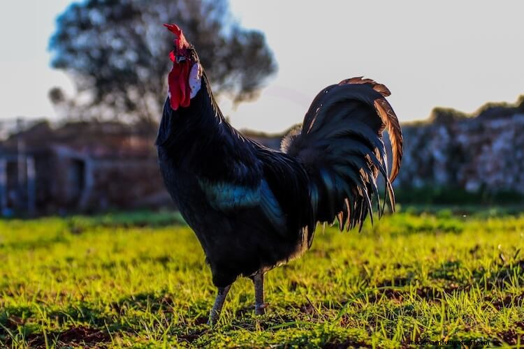 A-Z List Of Every Black Chicken