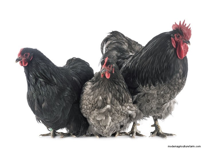 A-Z List Of Every Black Chicken