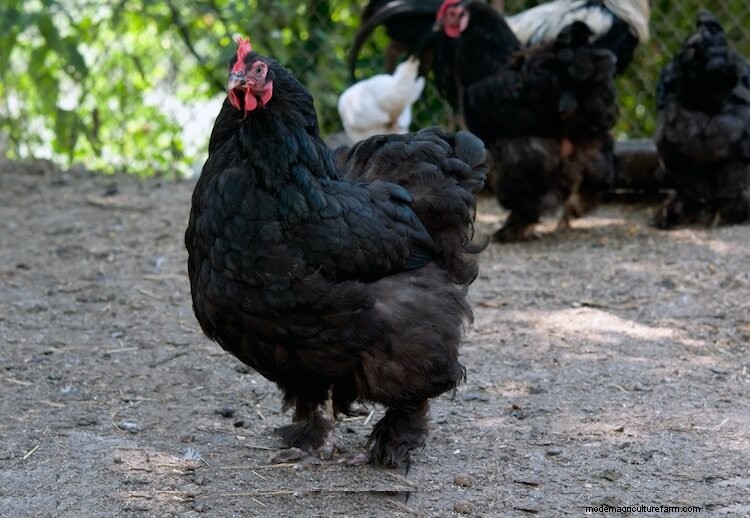 A-Z List Of Every Black Chicken