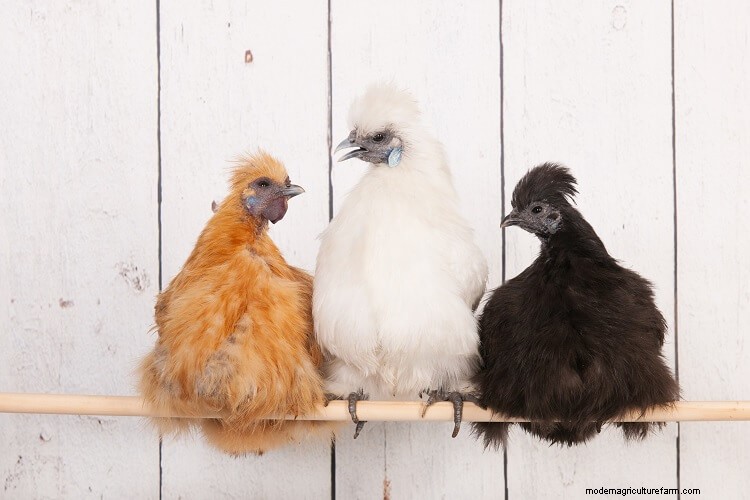 A-Z List Of Every Black Chicken