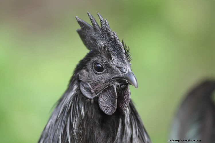 A-Z List Of Every Black Chicken
