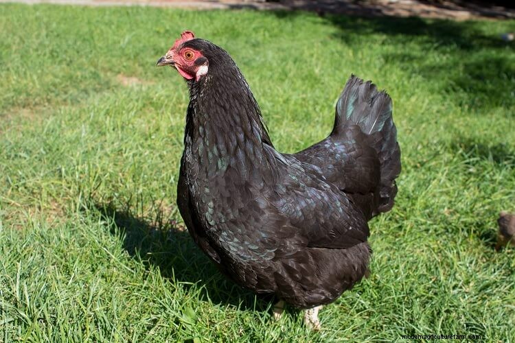 A-Z List Of Every Black Chicken
