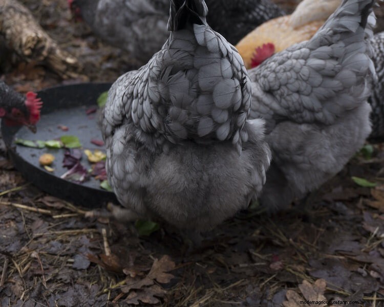 Sapphire Gem Chicken All You Need To Know: Temperament and Egg Laying