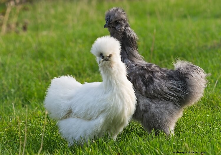 Bantam Chickens: The Definitive Guide