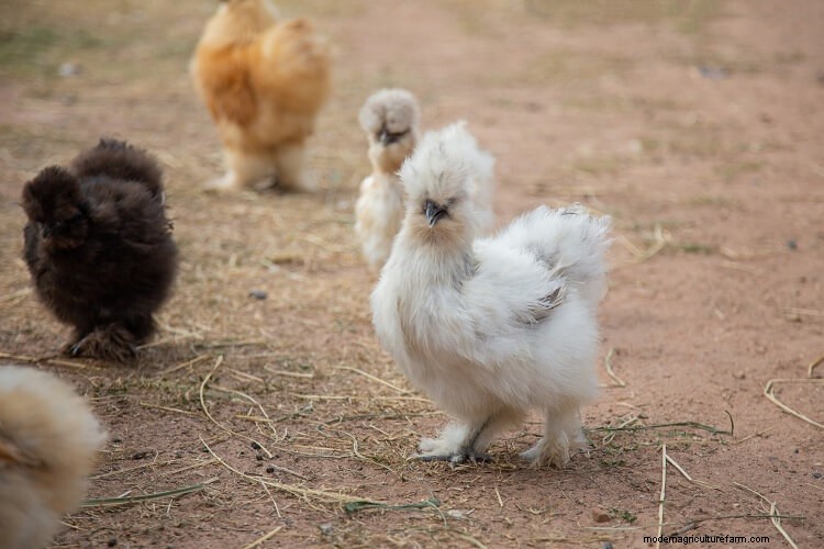 Bantam Chickens: The Definitive Guide