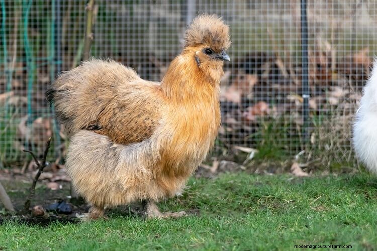 Bantam Chickens: The Definitive Guide