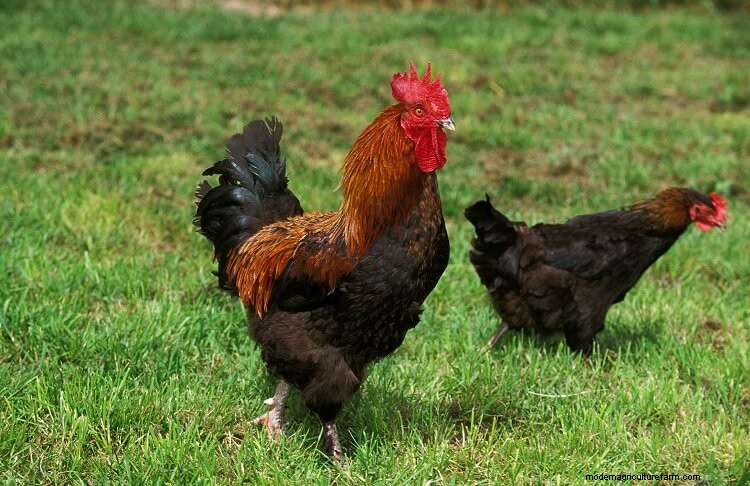 Marans Chicken: Breed Information and Owner’s Guide