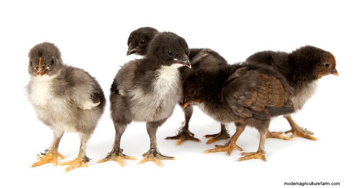 Marans Chicken: Breed Information and Owner’s Guide