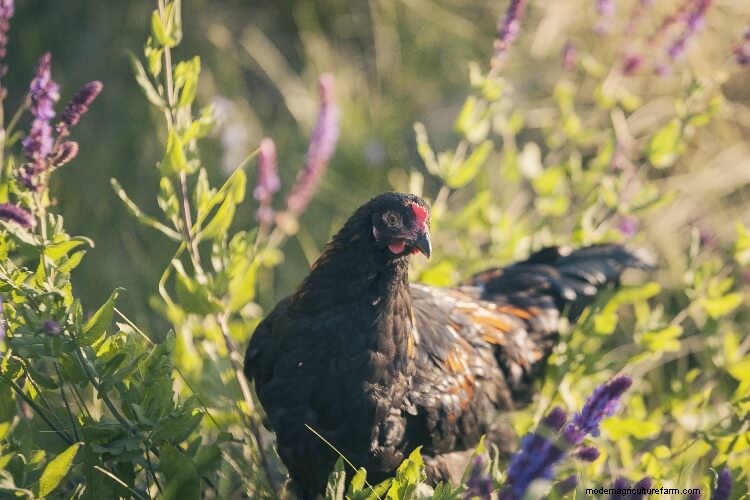 Marans Chicken: Breed Information and Owner’s Guide