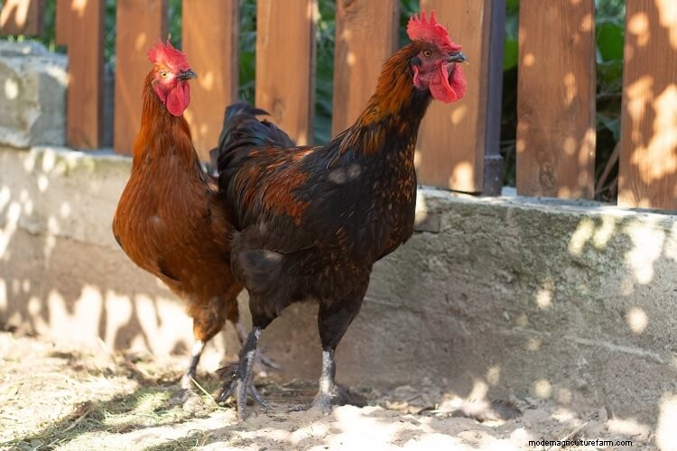 Marans Chicken: Breed Information and Owner’s Guide