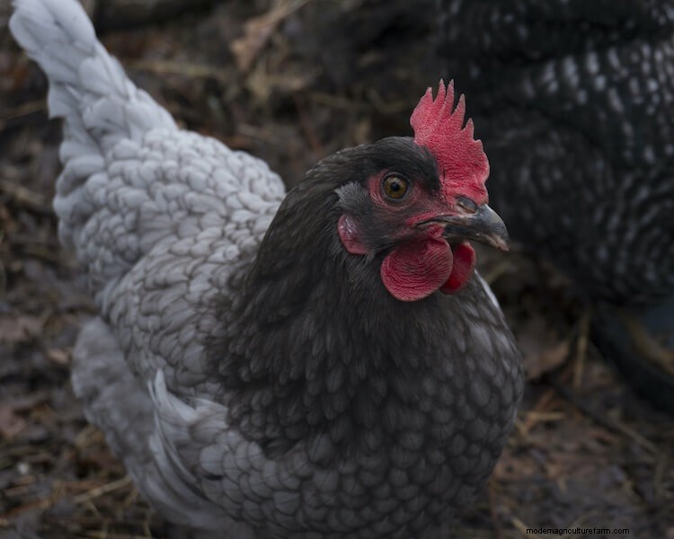 All 9 Gray Chicken Breeds (and Choosing the Right One)