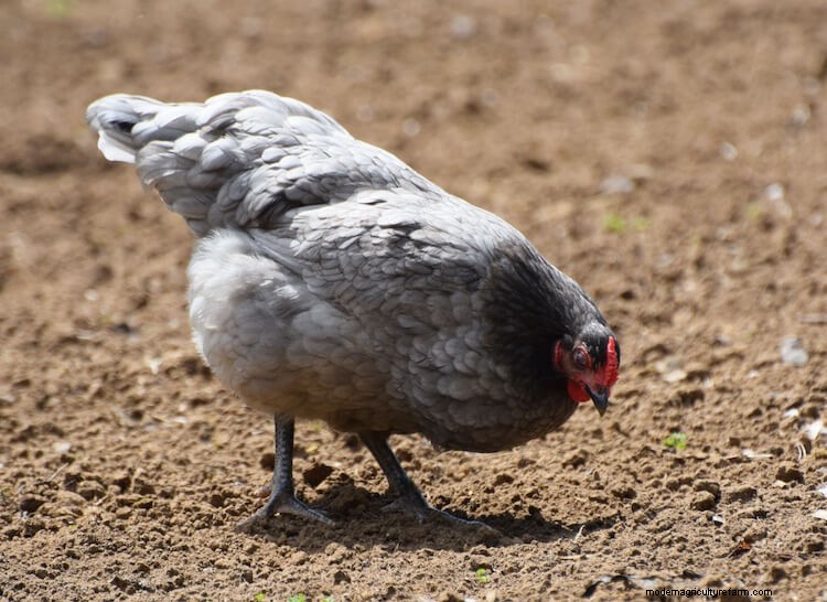 All 9 Gray Chicken Breeds (and Choosing the Right One)